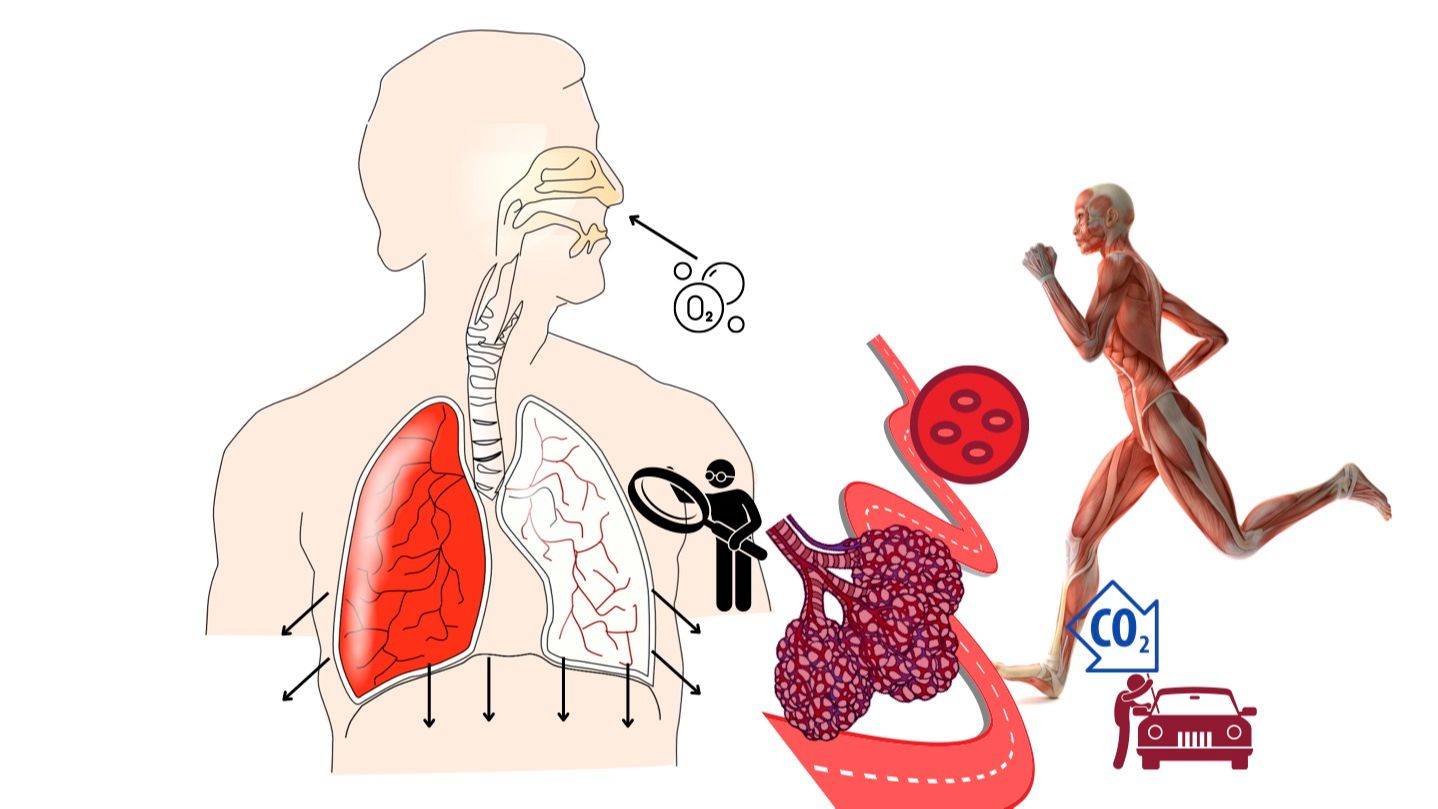 VO2, WAT IS HET EN WAT ZIJN DE BENEFITS?